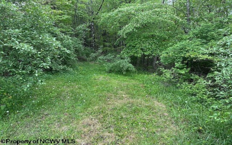 TBD Moyer Hollow Road, Elkins, West Virginia 26241, ,Lots/land,For Sale,Moyer Hollow,10159554