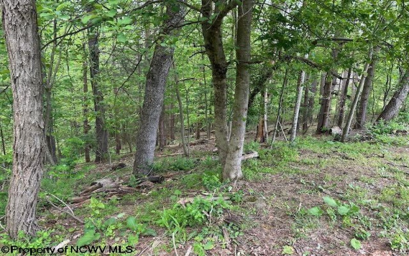 TBD Moyer Hollow Road, Elkins, West Virginia 26241, ,Lots/land,For Sale,Moyer Hollow,10159554