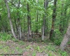 TBD Moyer Hollow Road, Elkins, West Virginia 26241, ,Lots/land,For Sale,Moyer Hollow,10159554