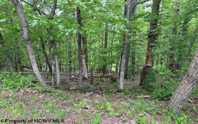 TBD Moyer Hollow Road, Elkins, West Virginia 26241, ,Lots/land,For Sale,Moyer Hollow,10159554
