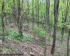 TBD Moyer Hollow Road, Elkins, West Virginia 26241, ,Lots/land,For Sale,Moyer Hollow,10159554