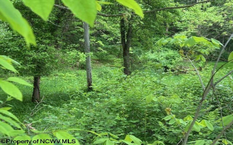 TBD Moyer Hollow Road, Elkins, West Virginia 26241, ,Lots/land,For Sale,Moyer Hollow,10159554