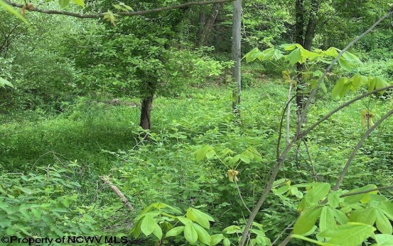 TBD Moyer Hollow Road, Elkins, West Virginia 26241, ,Lots/land,For Sale,Moyer Hollow,10159554