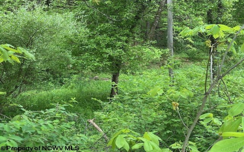 TBD Moyer Hollow Road, Elkins, West Virginia 26241, ,Lots/land,For Sale,Moyer Hollow,10159554