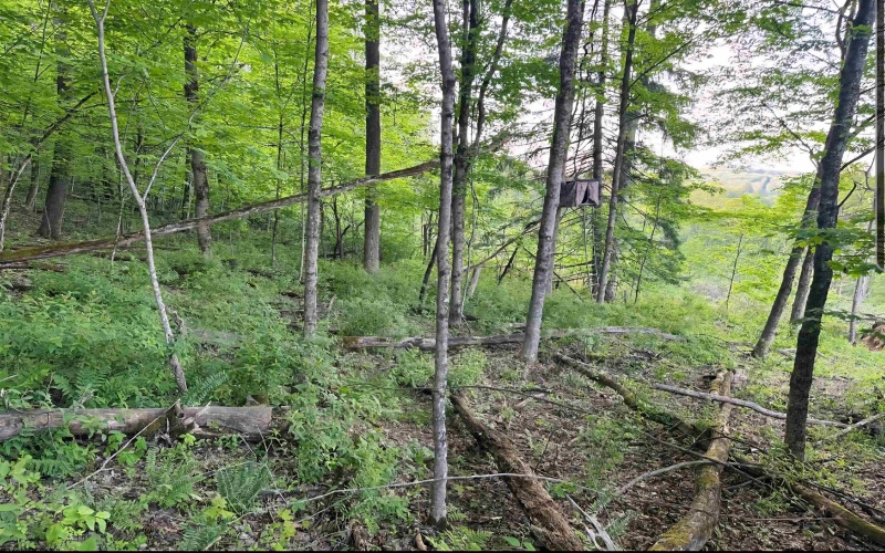667 Midway Road, Belington, West Virginia 26250, ,Lots/land,For Sale,Midway,10159574
