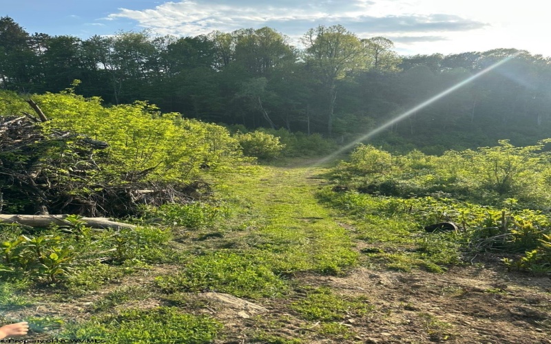 667 Midway Road, Belington, West Virginia 26250, ,Lots/land,For Sale,Midway,10159574