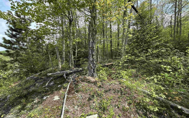 Lot 11 Tuscan Ridge Road, Davis, West Virginia 26260, ,Lots/land,For Sale,Tuscan Ridge,10159602