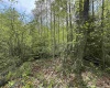 Lot 11 Tuscan Ridge Road, Davis, West Virginia 26260, ,Lots/land,For Sale,Tuscan Ridge,10159602