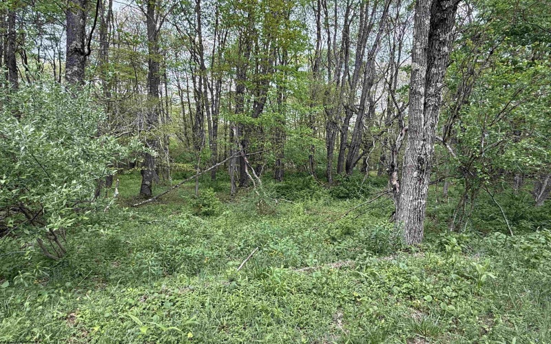 2610 Maple Spring Highway, Eglon, West Virginia 26716-8698, 3 Bedrooms Bedrooms, 9 Rooms Rooms,2 BathroomsBathrooms,Single Family Detached,For Sale,Maple Spring,10159599
