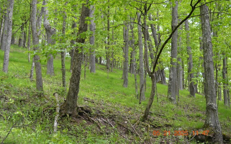 0 High Mountain Road, Harman, West Virginia 26270, ,Lots/land,For Sale,High Mountain,10159636
