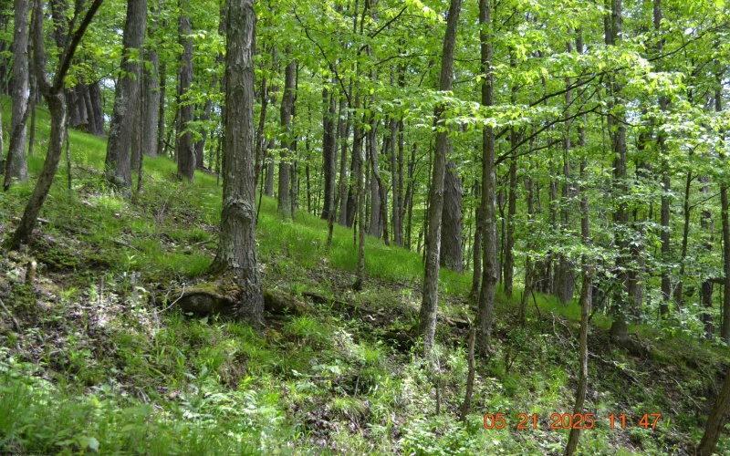 0 High Mountain Road, Harman, West Virginia 26270, ,Lots/land,For Sale,High Mountain,10159636
