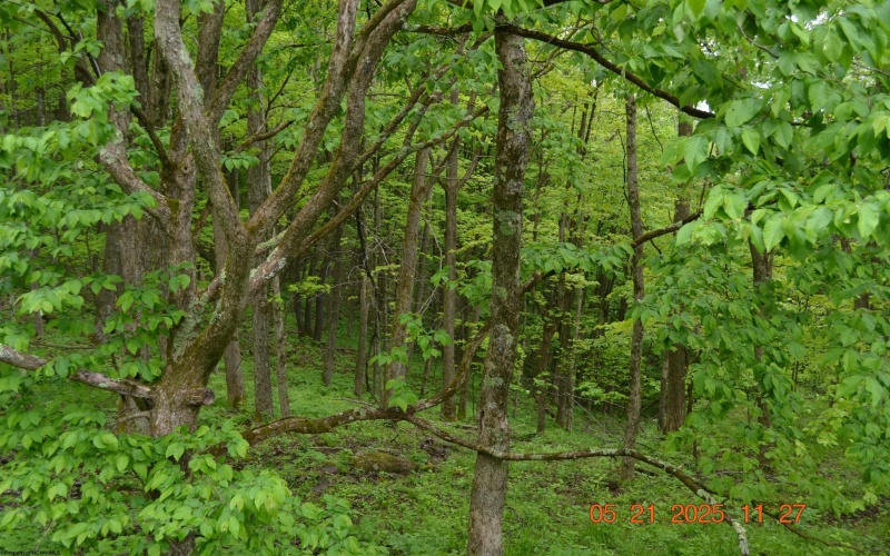 0 High Mountain Road, Harman, West Virginia 26270, ,Lots/land,For Sale,High Mountain,10159636