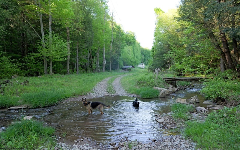 275 Possum Hollow Road, Terra Alta, West Virginia 26764, ,Lots/land,For Sale,Possum Hollow,10159625