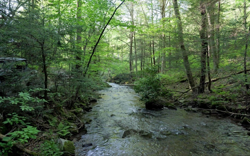 275 Possum Hollow Road, Terra Alta, West Virginia 26764, ,Lots/land,For Sale,Possum Hollow,10159625