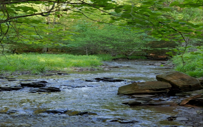 275 Possum Hollow Road, Terra Alta, West Virginia 26764, ,Lots/land,For Sale,Possum Hollow,10159625
