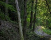 275 Possum Hollow Road, Terra Alta, West Virginia 26764, ,Lots/land,For Sale,Possum Hollow,10159625