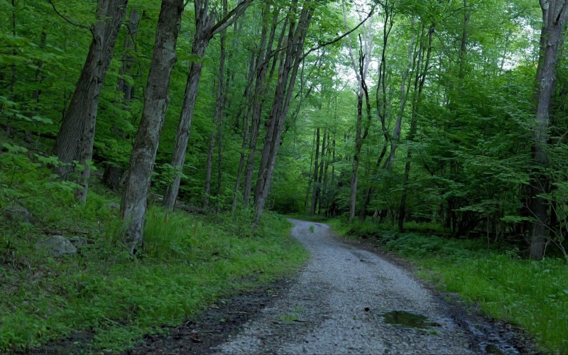 275 Possum Hollow Road, Terra Alta, West Virginia 26764, ,Lots/land,For Sale,Possum Hollow,10159625