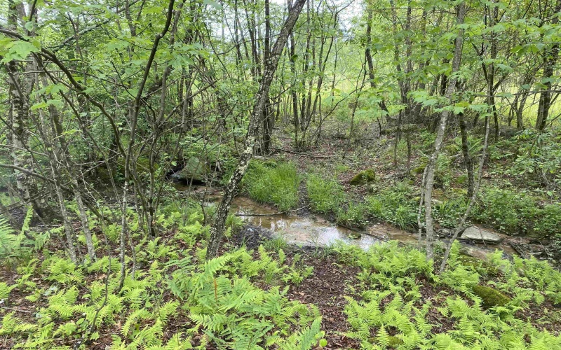 1001 Burner Road, Philippi, West Virginia 26416, ,Lots/land,For Sale,Burner,10159675