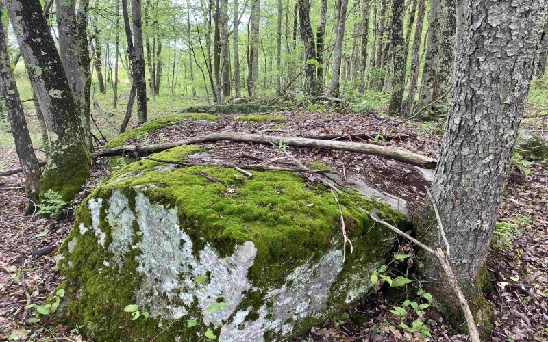 1001 Burner Road, Philippi, West Virginia 26416, ,Lots/land,For Sale,Burner,10159675