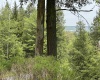 Lot 16 Casentino Court, Davis, West Virginia 26260, ,Lots/land,For Sale,Casentino,10159738