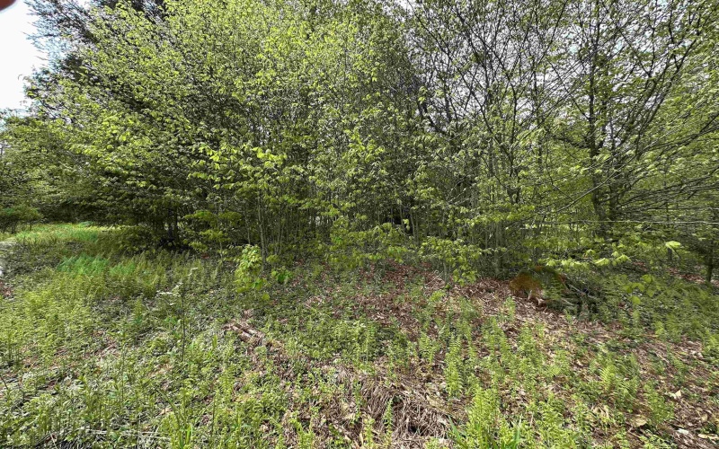 Lot 16 Casentino Court, Davis, West Virginia 26260, ,Lots/land,For Sale,Casentino,10159738