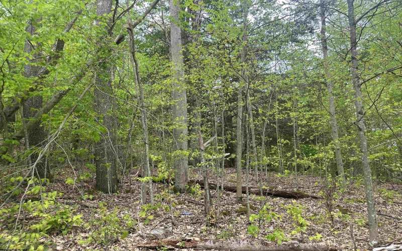 Lot 15 Casentino Court, Davis, West Virginia 26260, ,Lots/land,For Sale,Casentino,10159739
