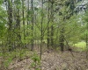 Lot 15 Casentino Court, Davis, West Virginia 26260, ,Lots/land,For Sale,Casentino,10159739