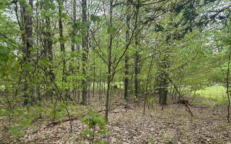 Lot 15 Casentino Court, Davis, West Virginia 26260, ,Lots/land,For Sale,Casentino,10159739