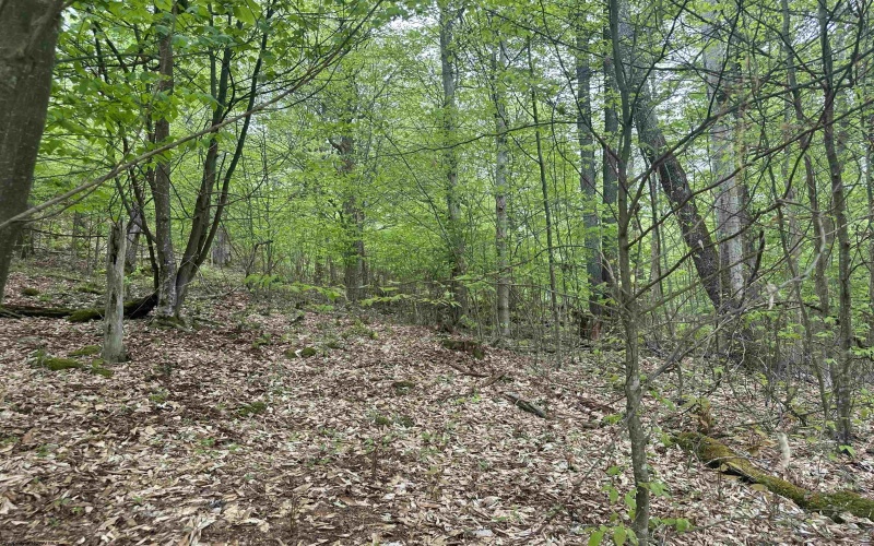 Lot 15 Casentino Court, Davis, West Virginia 26260, ,Lots/land,For Sale,Casentino,10159739