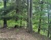TBD Snake Road, Rowlesburg, West Virginia 26425, ,Lots/land,For Sale,Snake,10159735