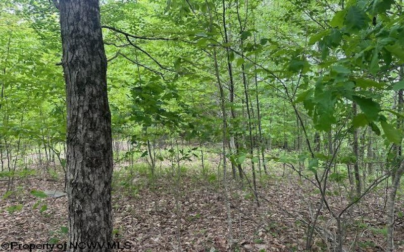 TBD Snake Road, Rowlesburg, West Virginia 26425, ,Lots/land,For Sale,Snake,10159735