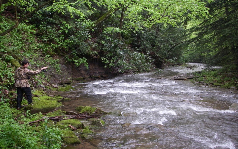 TBD Snake Road, Rowlesburg, West Virginia 26425, ,Lots/land,For Sale,Snake,10159735