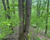 TBD Snake Road, Rowlesburg, West Virginia 26425, ,Lots/land,For Sale,Snake,10159735