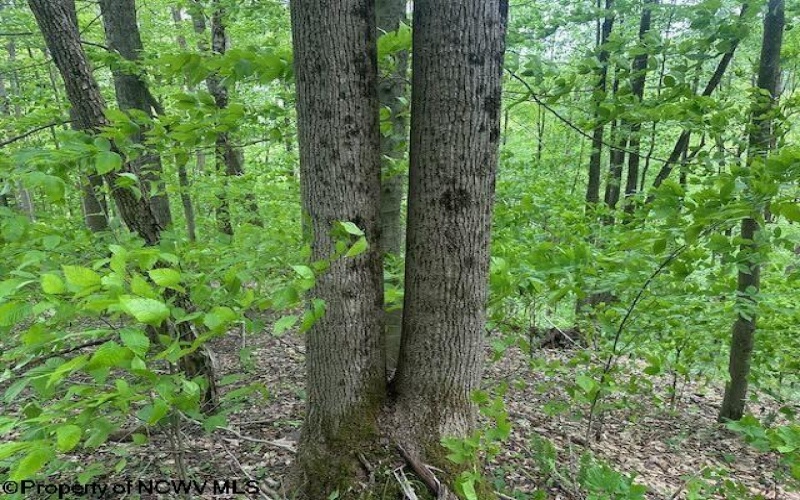 TBD Snake Road, Rowlesburg, West Virginia 26425, ,Lots/land,For Sale,Snake,10159735