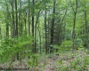 TBD Snake Road, Rowlesburg, West Virginia 26425, ,Lots/land,For Sale,Snake,10159735