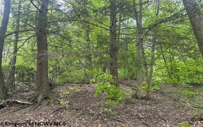 TBD Snake Road, Rowlesburg, West Virginia 26425, ,Lots/land,For Sale,Snake,10159735