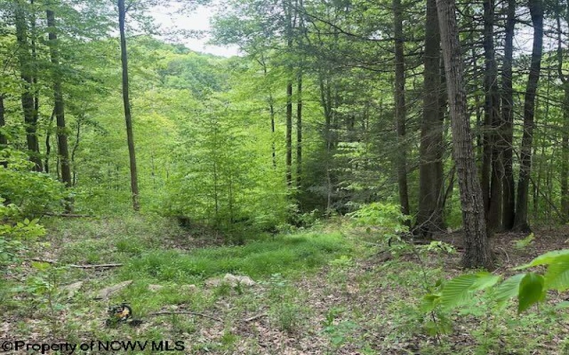 TBD Snake Road, Rowlesburg, West Virginia 26425, ,Lots/land,For Sale,Snake,10159735
