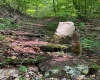 TBD Snake Road, Rowlesburg, West Virginia 26425, ,Lots/land,For Sale,Snake,10159735