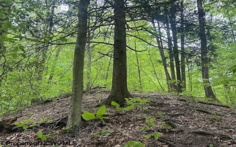 TBD Snake Road, Rowlesburg, West Virginia 26425, ,Lots/land,For Sale,Snake,10159735
