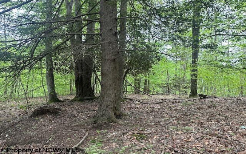 TBD Snake Road, Rowlesburg, West Virginia 26425, ,Lots/land,For Sale,Snake,10159735
