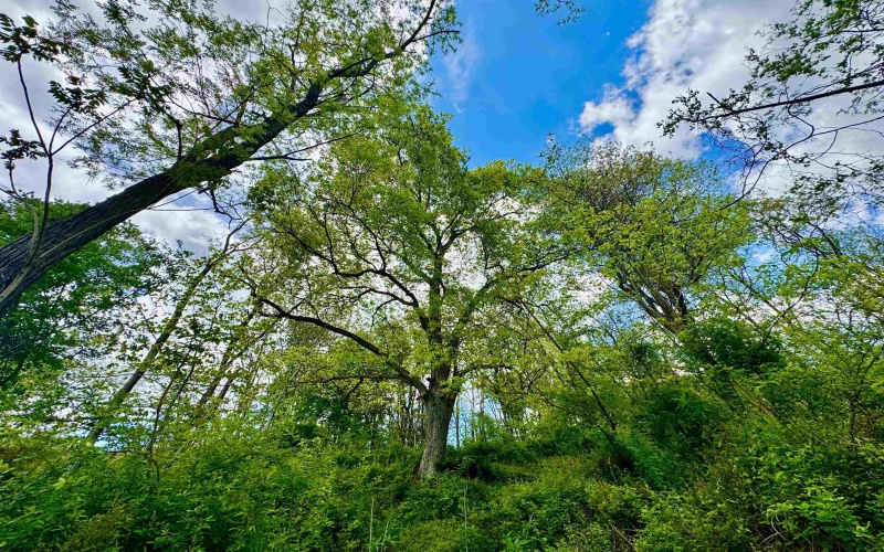 14451 Proctor Creek Road, New Martinsville, West Virginia 26155, 2 Bedrooms Bedrooms, 5 Rooms Rooms,1 BathroomBathrooms,Single Family Detached,For Sale,Proctor Creek,10159734