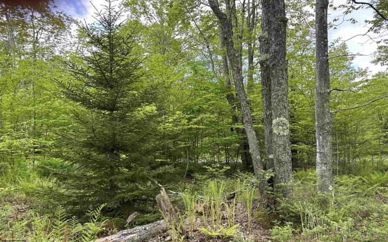 Lot 9 Chickadee Drive, Davis, West Virginia 26260, ,Lots/land,For Sale,Chickadee,10159748