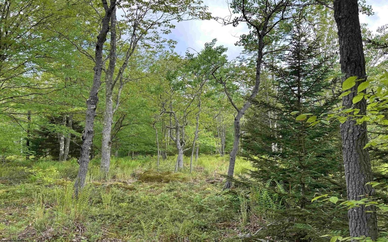 Lot 9 Chickadee Drive, Davis, West Virginia 26260, ,Lots/land,For Sale,Chickadee,10159748