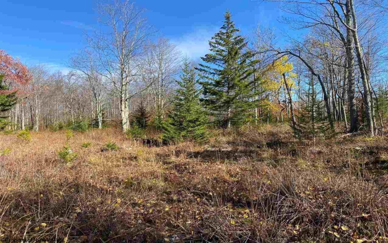 Lot 9 Chickadee Drive, Davis, West Virginia 26260, ,Lots/land,For Sale,Chickadee,10159748