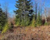 Lot 9 Chickadee Drive, Davis, West Virginia 26260, ,Lots/land,For Sale,Chickadee,10159748