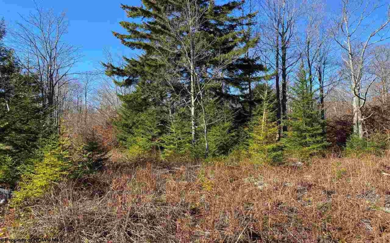 Lot 9 Chickadee Drive, Davis, West Virginia 26260, ,Lots/land,For Sale,Chickadee,10159748