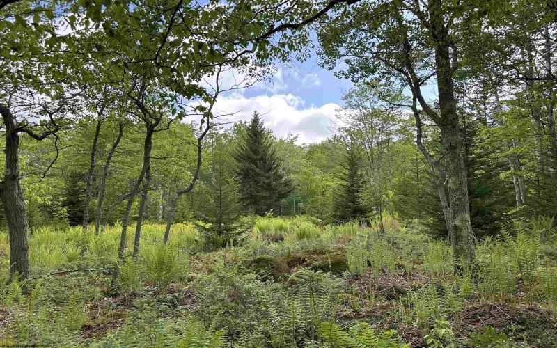 Lot 9 Chickadee Drive, Davis, West Virginia 26260, ,Lots/land,For Sale,Chickadee,10159748