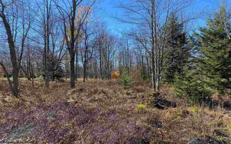 Lot 9 Chickadee Drive, Davis, West Virginia 26260, ,Lots/land,For Sale,Chickadee,10159748