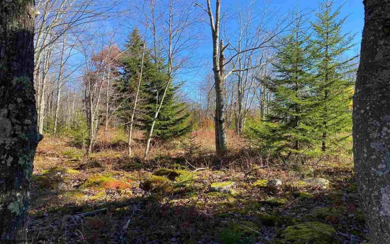 Lot 9 Chickadee Drive, Davis, West Virginia 26260, ,Lots/land,For Sale,Chickadee,10159748