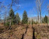 Lot 9 Chickadee Drive, Davis, West Virginia 26260, ,Lots/land,For Sale,Chickadee,10159748